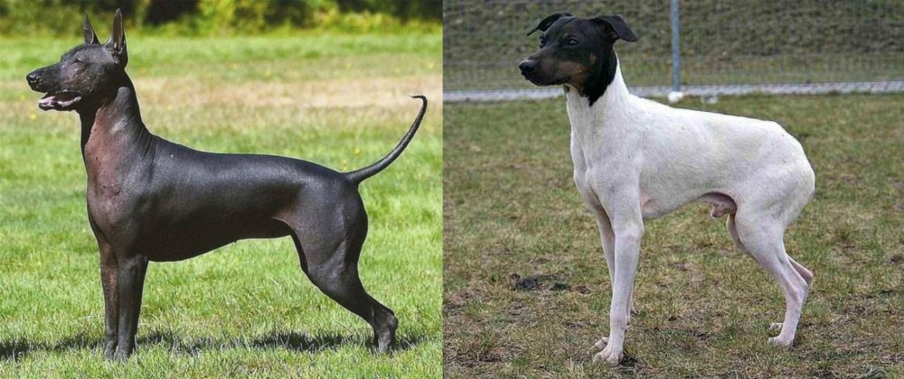 Japanese Terrier vs Hairless Khala - Breed Comparison