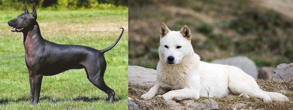 Jindo vs Hairless Khala - Breed Comparison