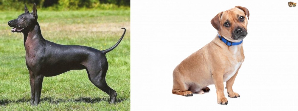 Jug vs Hairless Khala - Breed Comparison