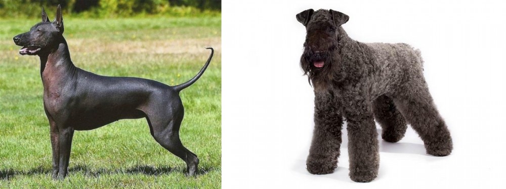 Kerry Blue Terrier vs Hairless Khala - Breed Comparison