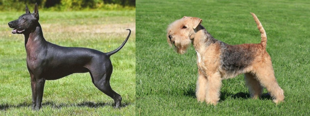 Lakeland Terrier vs Hairless Khala - Breed Comparison