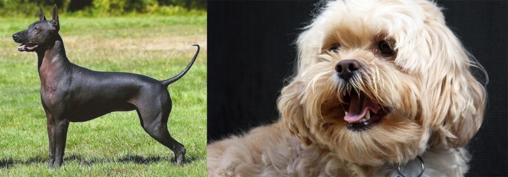 Lhasapoo vs Hairless Khala - Breed Comparison