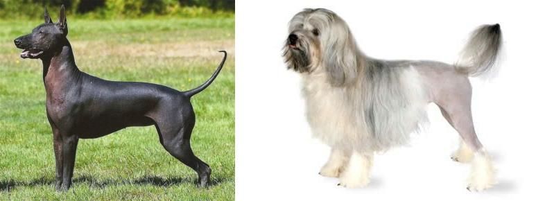Lowchen vs Hairless Khala - Breed Comparison
