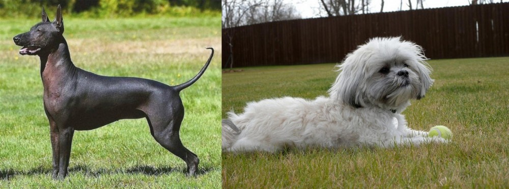 Mal-Shi vs Hairless Khala - Breed Comparison