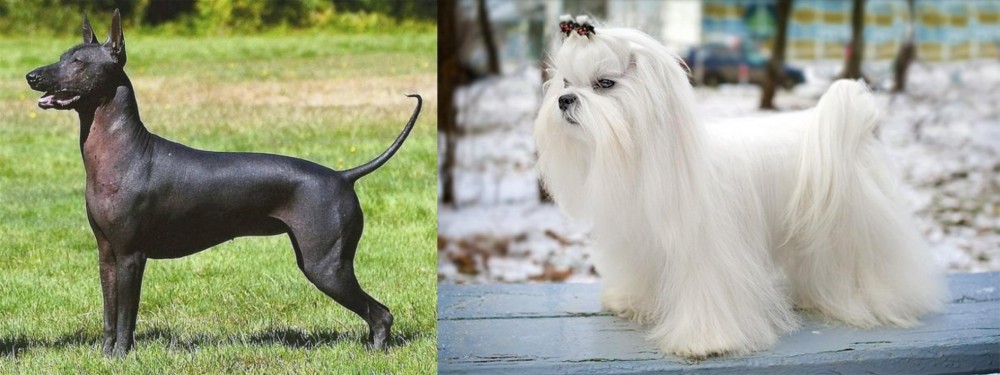Maltese vs Hairless Khala - Breed Comparison
