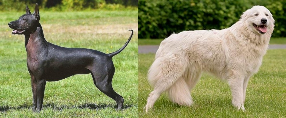 Maremma Sheepdog vs Hairless Khala - Breed Comparison