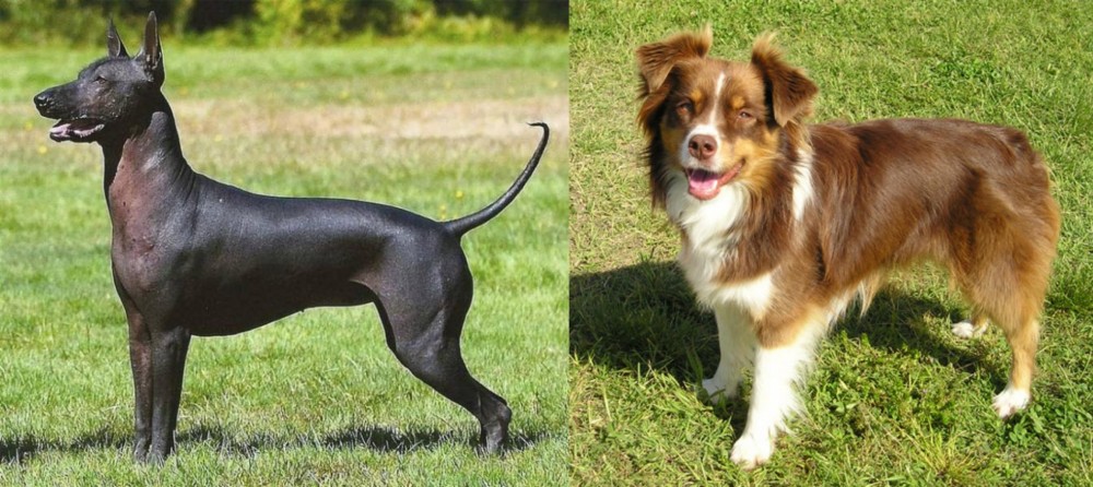 Miniature Australian Shepherd vs Hairless Khala - Breed Comparison