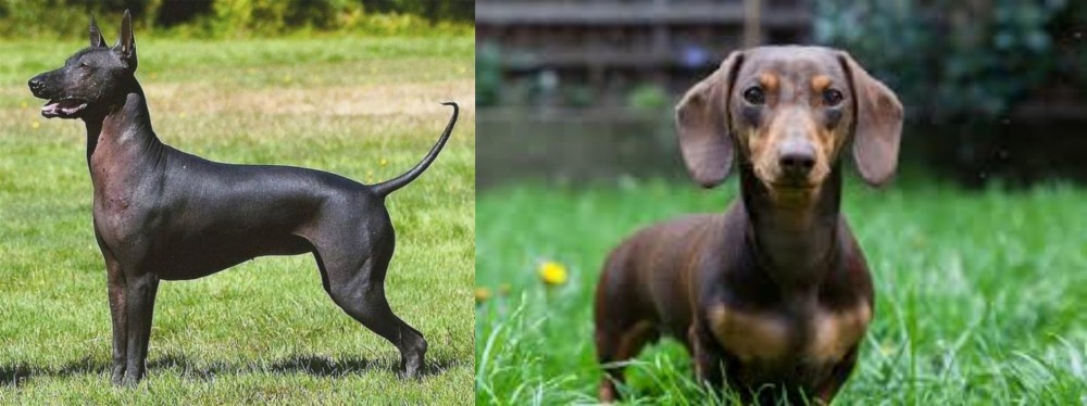 Miniature Dachshund vs Hairless Khala - Breed Comparison