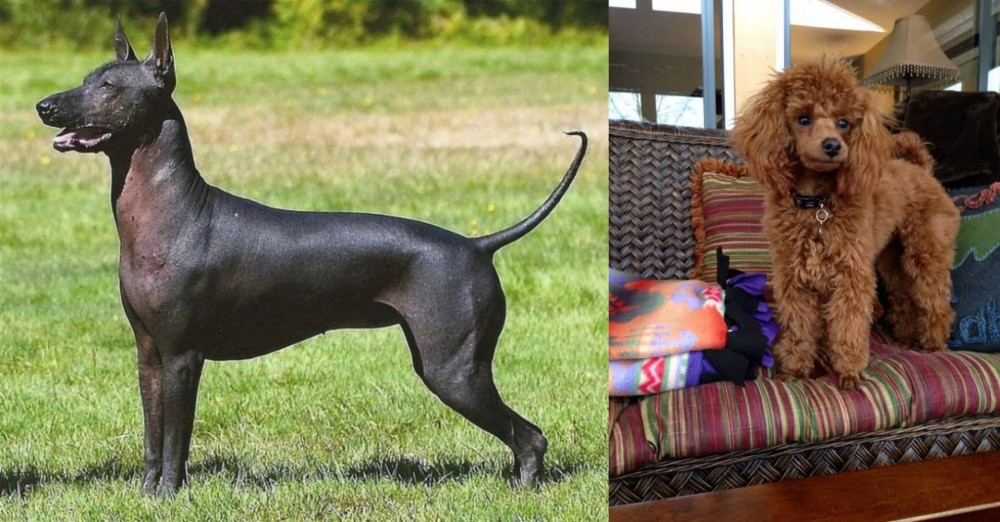 Miniature Poodle vs Hairless Khala - Breed Comparison