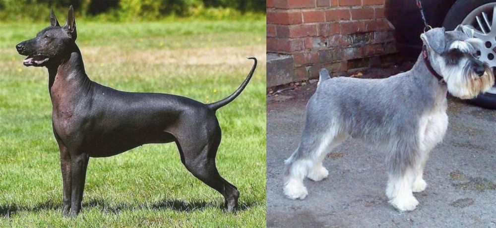 Miniature Schnauzer vs Hairless Khala - Breed Comparison