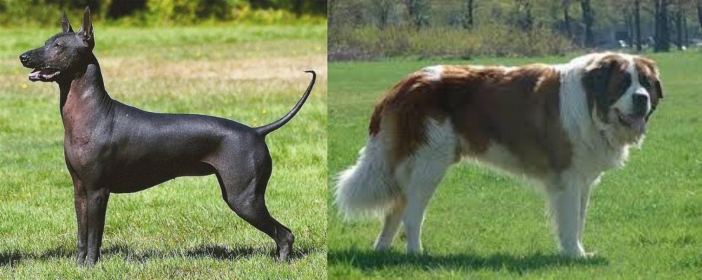 Moscow Watchdog vs Hairless Khala - Breed Comparison