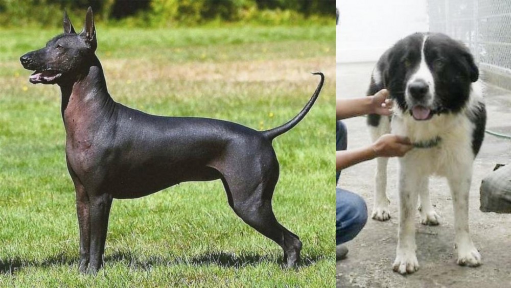 Mucuchies vs Hairless Khala - Breed Comparison