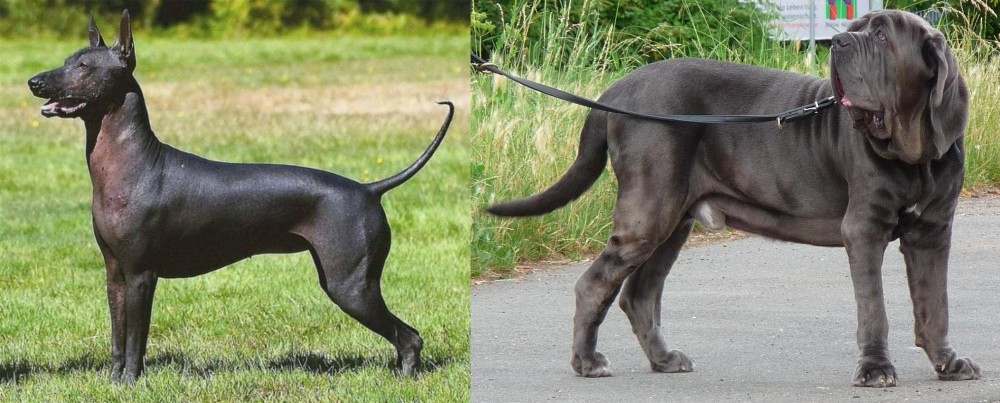 Neapolitan Mastiff vs Hairless Khala - Breed Comparison
