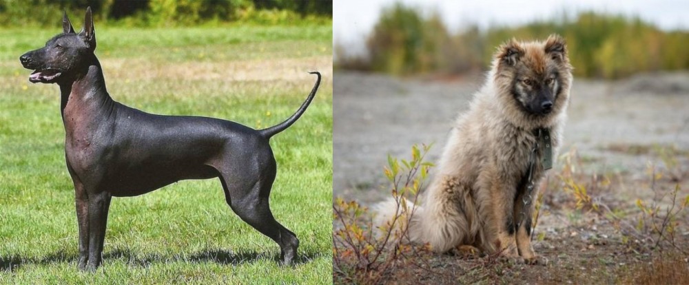 Nenets Herding Laika vs Hairless Khala - Breed Comparison