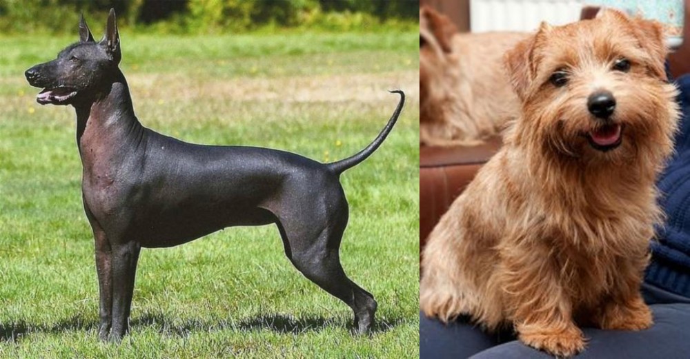Norfolk Terrier vs Hairless Khala - Breed Comparison
