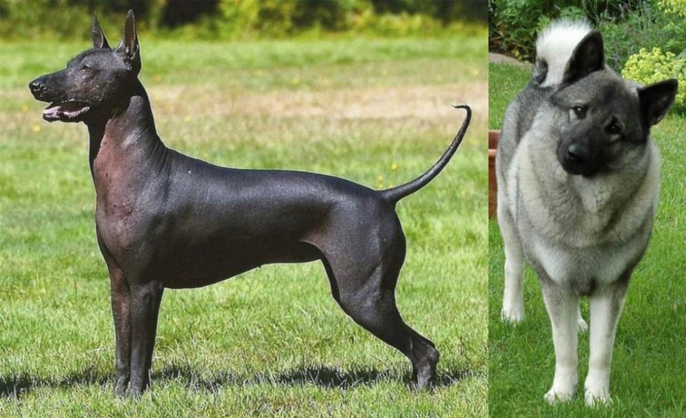 Norwegian Elkhound vs Hairless Khala - Breed Comparison