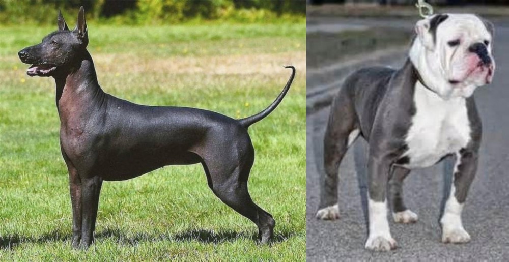 Old English Bulldog vs Hairless Khala - Breed Comparison