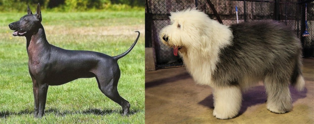 Old English Sheepdog vs Hairless Khala - Breed Comparison