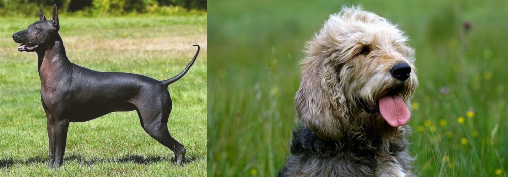 Otterhound vs Hairless Khala - Breed Comparison
