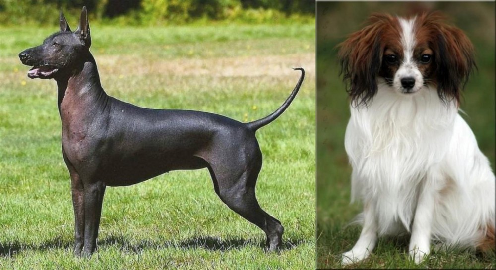Phalene vs Hairless Khala - Breed Comparison