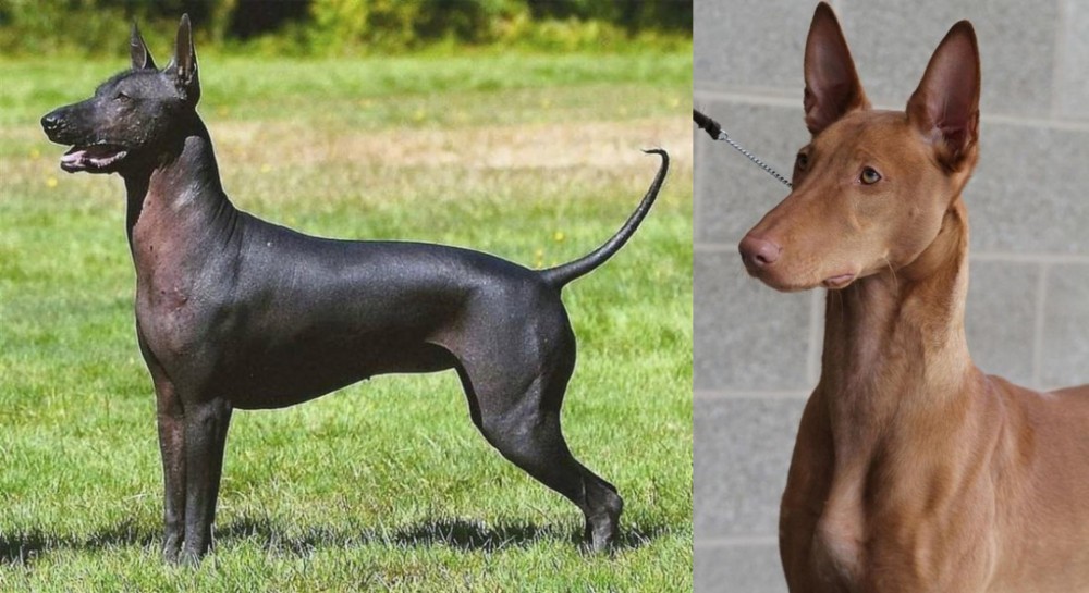 Pharaoh Hound vs Hairless Khala - Breed Comparison