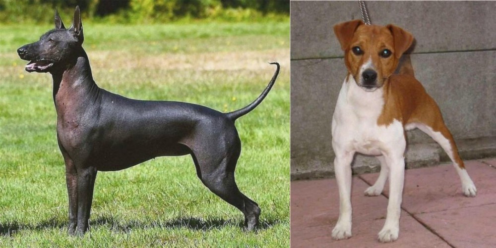 Plummer Terrier vs Hairless Khala - Breed Comparison