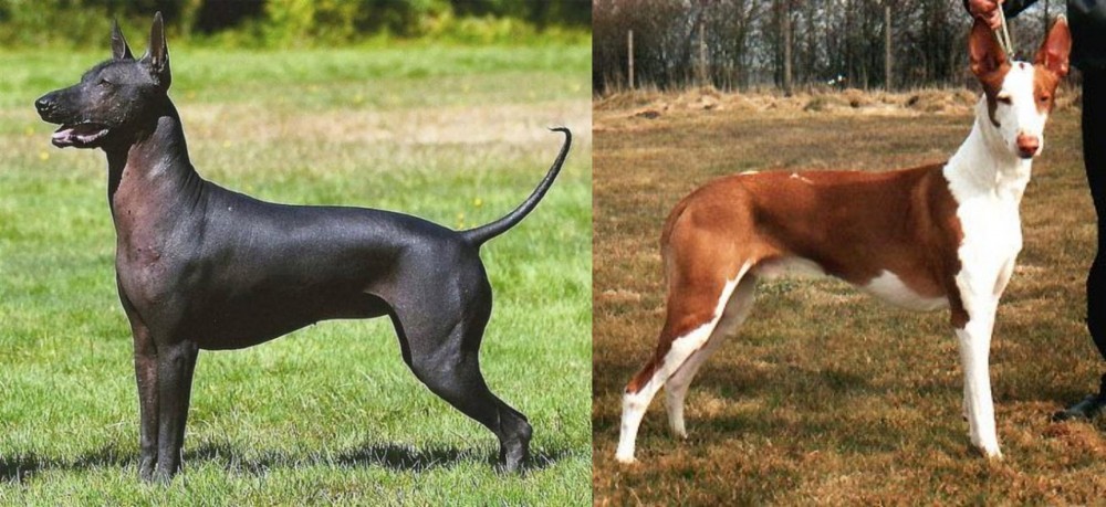 Podenco Canario vs Hairless Khala - Breed Comparison