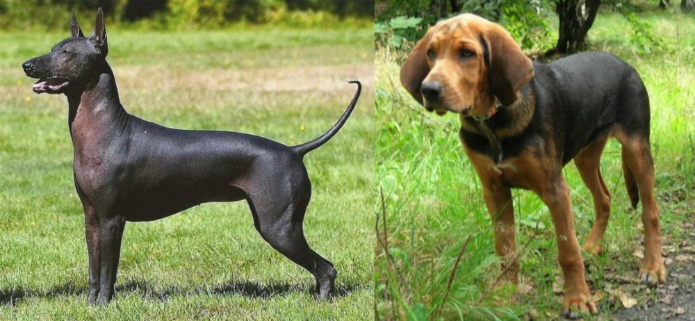 Polish Hound vs Hairless Khala - Breed Comparison