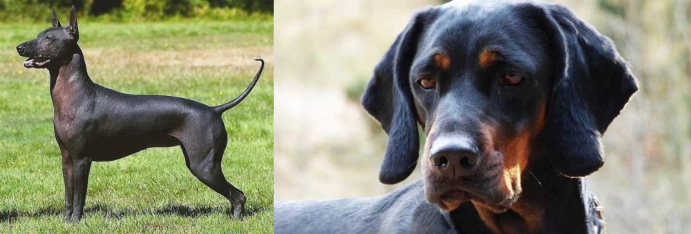 Polish Hunting Dog vs Hairless Khala - Breed Comparison