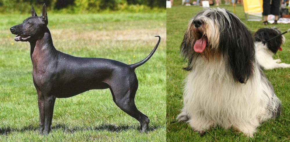 Polish Lowland Sheepdog vs Hairless Khala - Breed Comparison