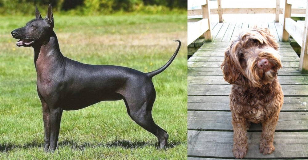 Portuguese Water Dog vs Hairless Khala - Breed Comparison