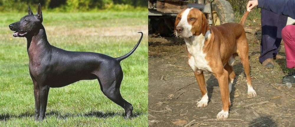 Posavac Hound vs Hairless Khala - Breed Comparison
