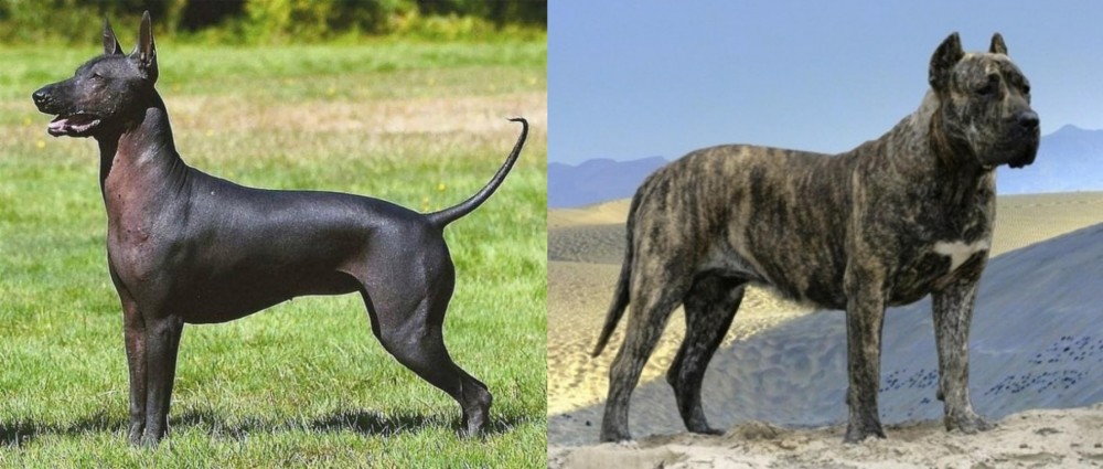 Presa Canario vs Hairless Khala - Breed Comparison