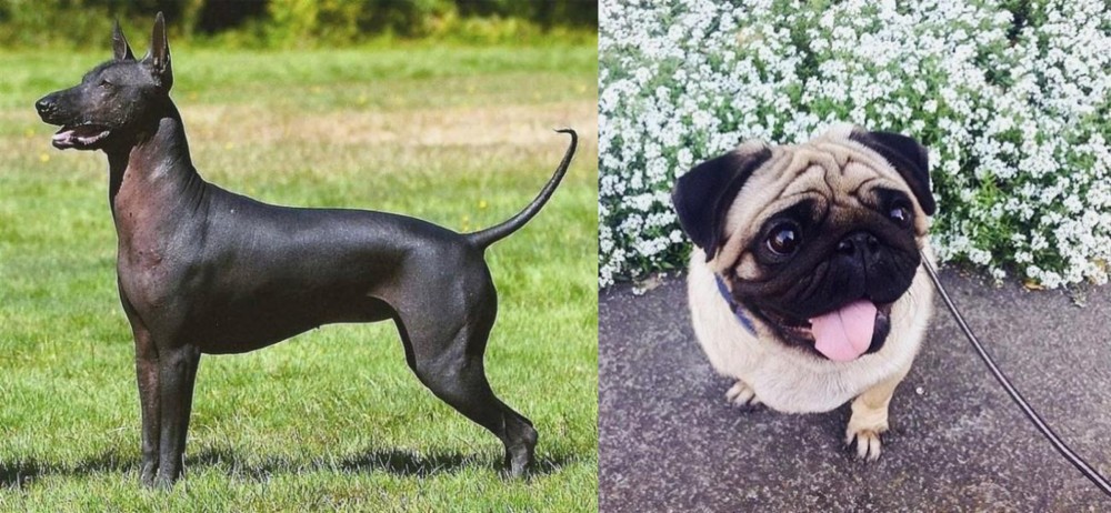 Pug vs Hairless Khala - Breed Comparison