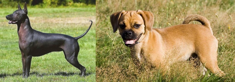 Puggle vs Hairless Khala - Breed Comparison