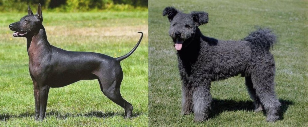 Pumi vs Hairless Khala - Breed Comparison