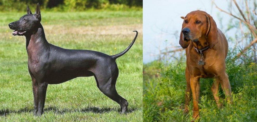 Redbone Coonhound vs Hairless Khala - Breed Comparison