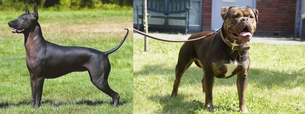 Renascence Bulldogge vs Hairless Khala - Breed Comparison