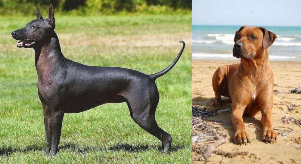 Rhodesian Ridgeback vs Hairless Khala - Breed Comparison