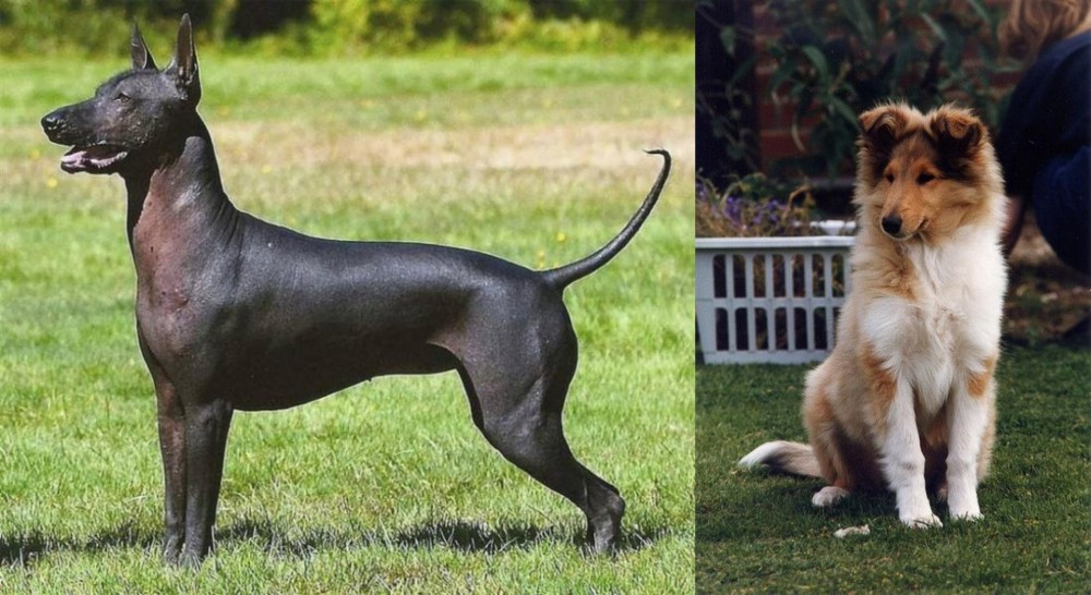 Rough Collie vs Hairless Khala - Breed Comparison