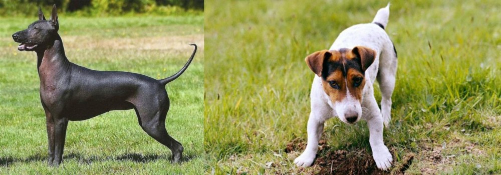 Russell Terrier vs Hairless Khala - Breed Comparison