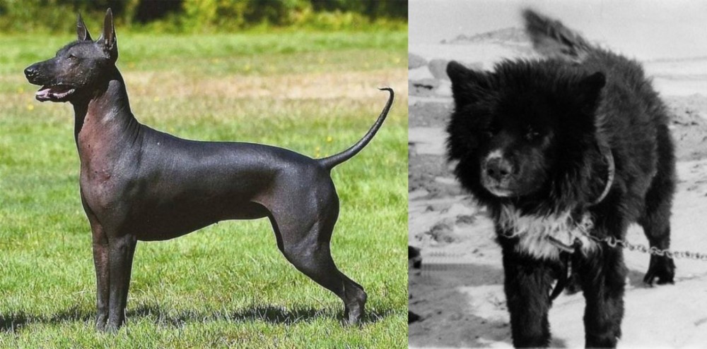 Sakhalin Husky vs Hairless Khala - Breed Comparison
