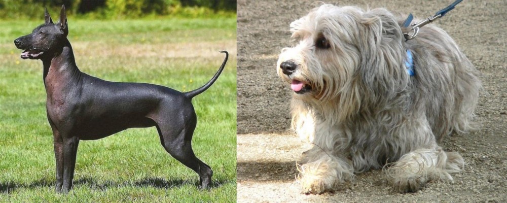 Sapsali vs Hairless Khala - Breed Comparison