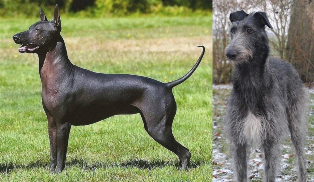 Scottish Deerhound vs Hairless Khala - Breed Comparison