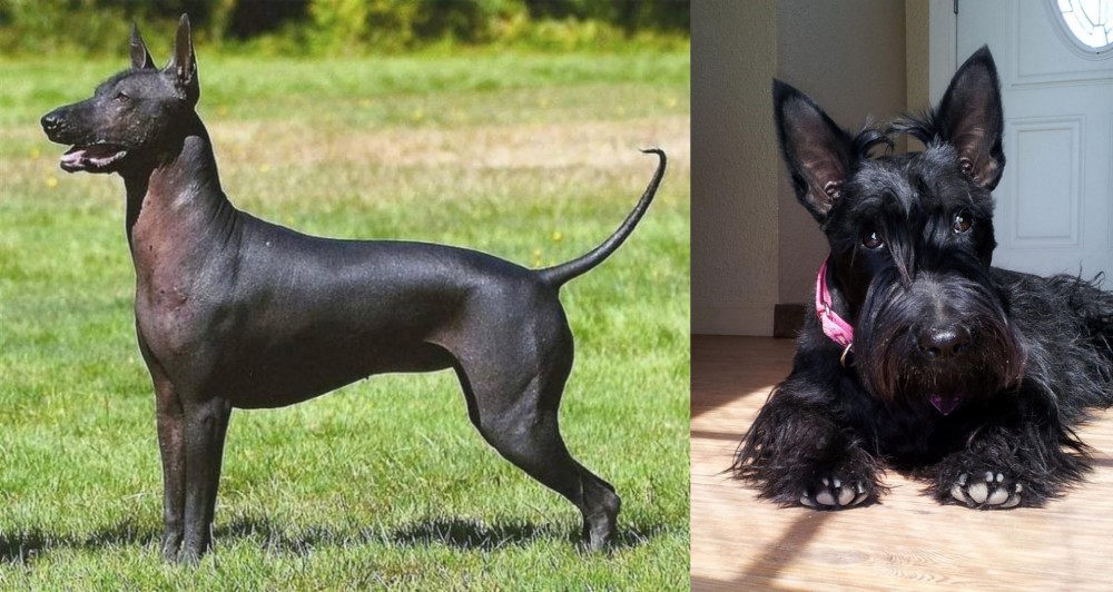 Scottish Terrier vs Hairless Khala - Breed Comparison