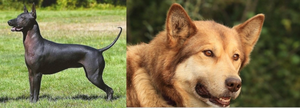 Seppala Siberian Sleddog vs Hairless Khala - Breed Comparison