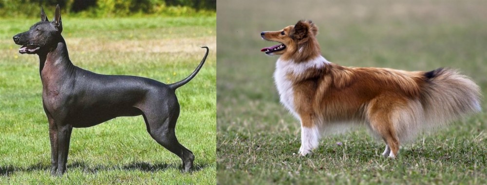 Shetland Sheepdog vs Hairless Khala - Breed Comparison
