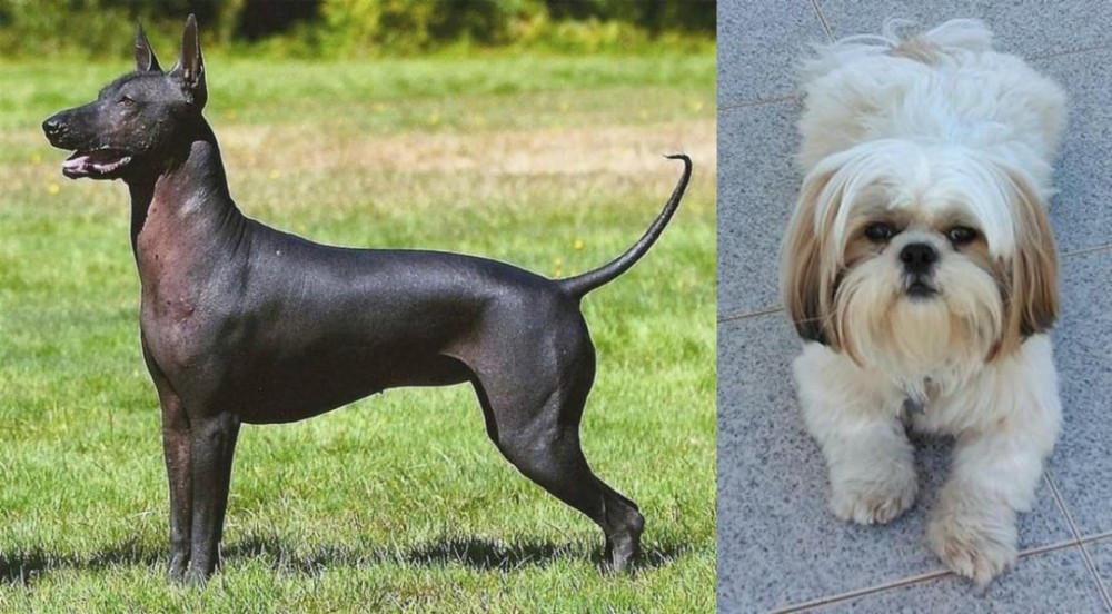 Shih Tzu vs Hairless Khala - Breed Comparison