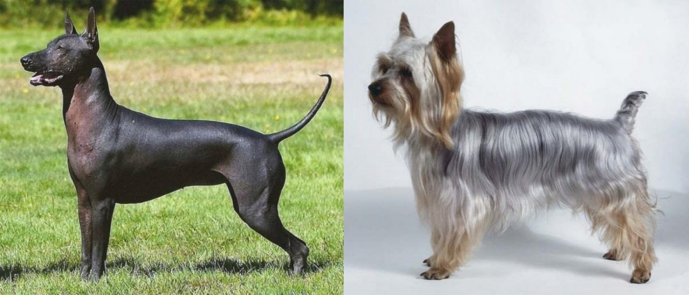 Silky Terrier vs Hairless Khala - Breed Comparison