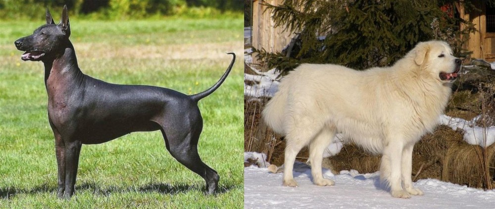 Slovak Cuvac vs Hairless Khala - Breed Comparison